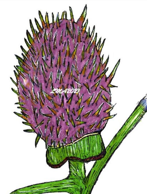 Datura Stramonium Seedpod - Hand drawn in pencil and colored with alcohol markers, gel pens and sharpies